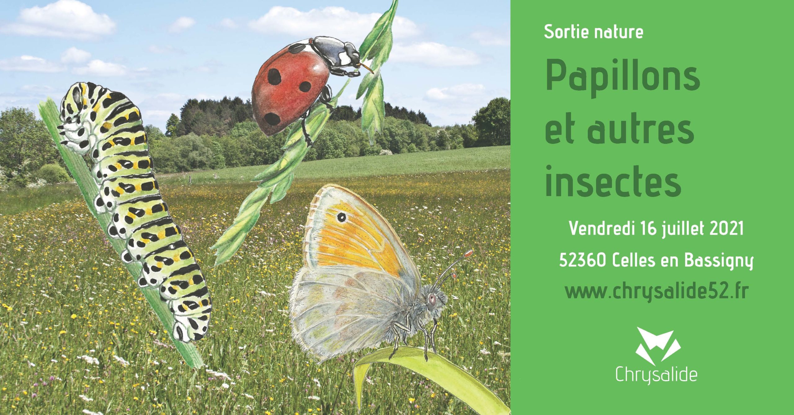 Sortie nature - Papillons et autres insectes- Chrysalide52 - Michael Geber - Haute-Marne