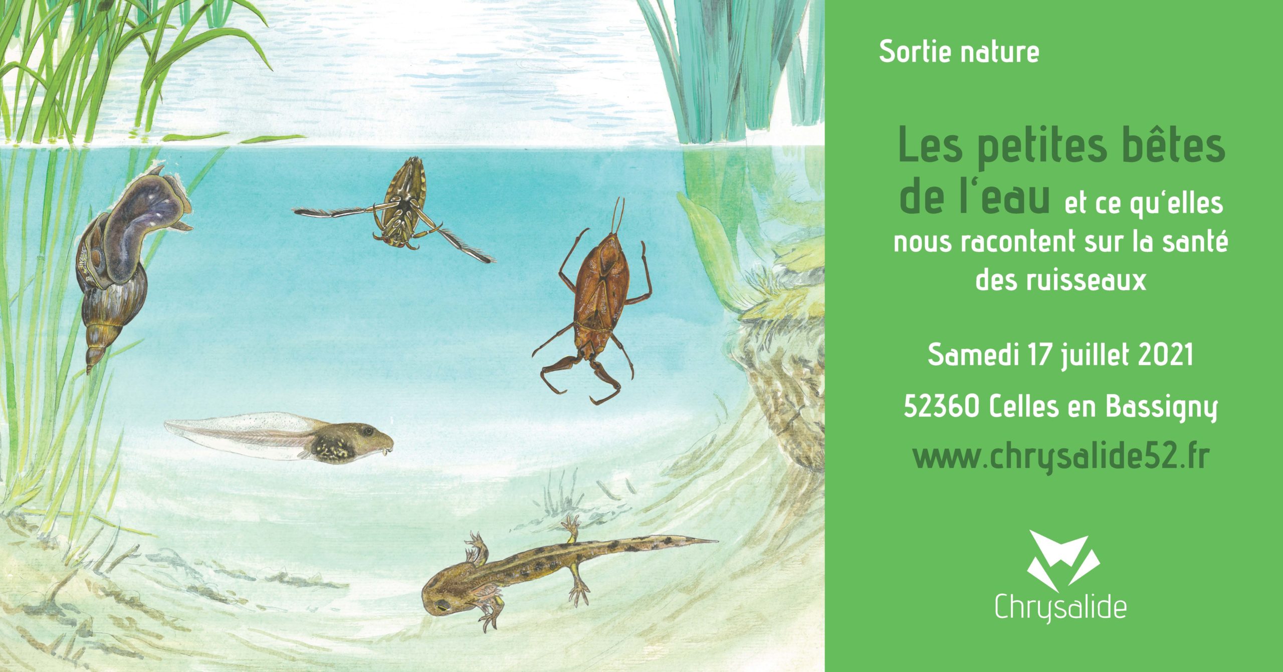 Sortie nature : Les petites bêtes de l‘eau – Chrysalide – Nature et
