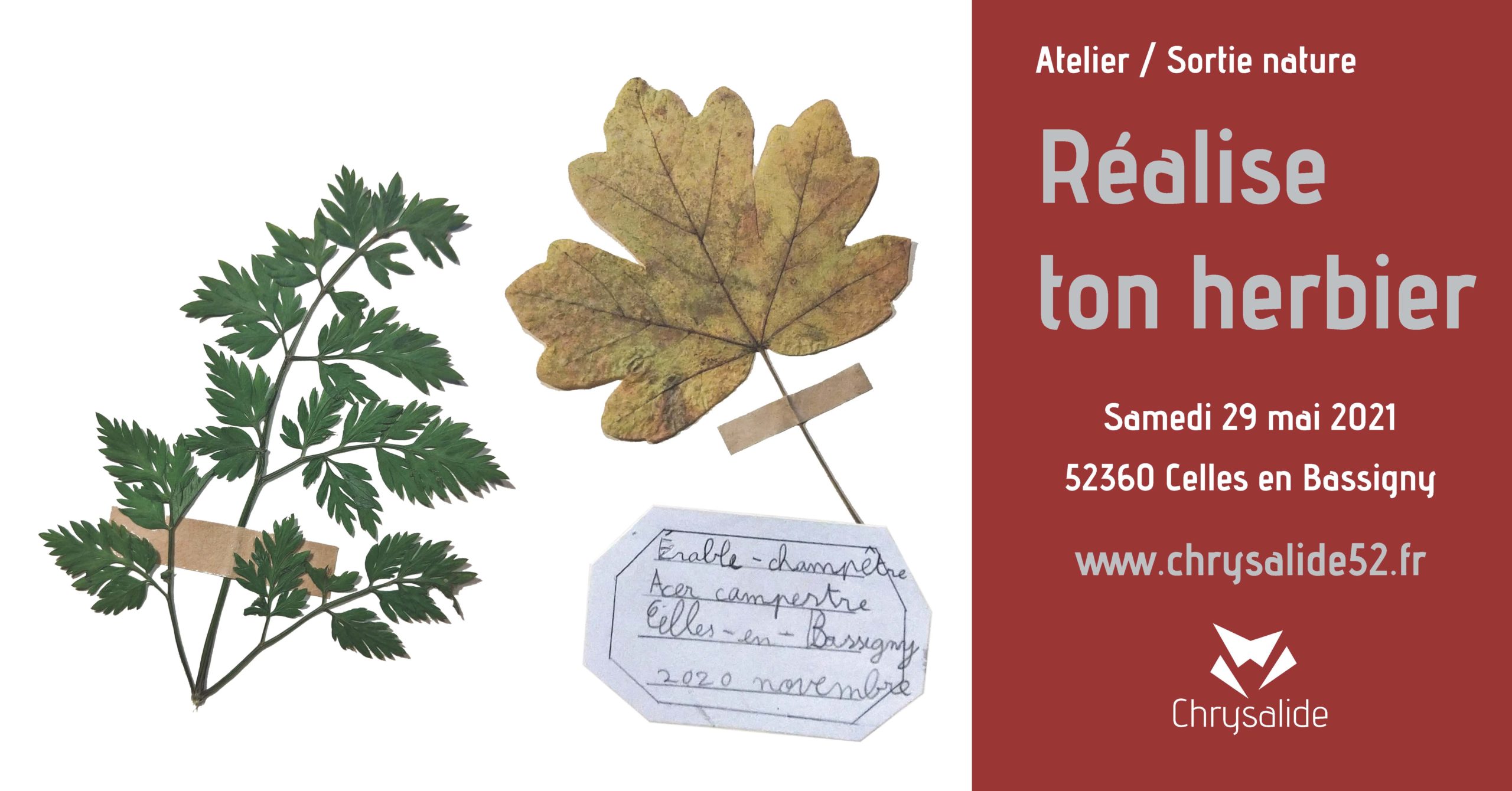Atelier - Sortie nature - Réalise ton herbier - Chrysalide52 - Michael Geber - Haute-Marne